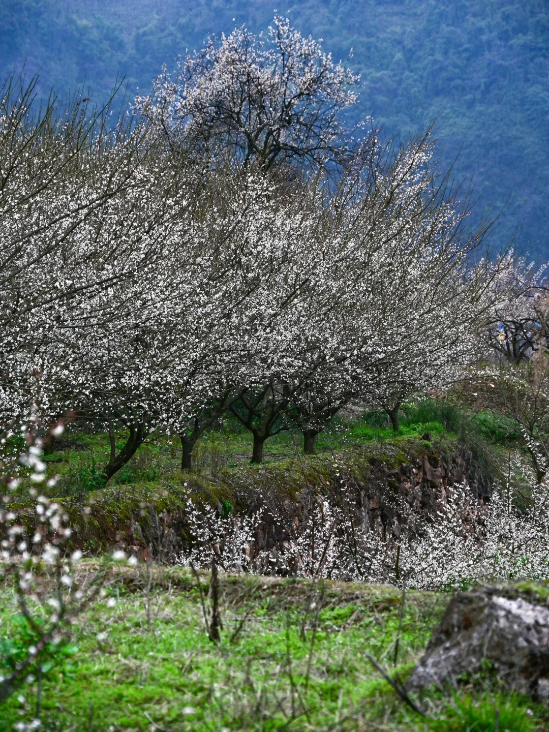 雁鹅村打挤劝退❗这片梅林山花烂漫人少不堵❗