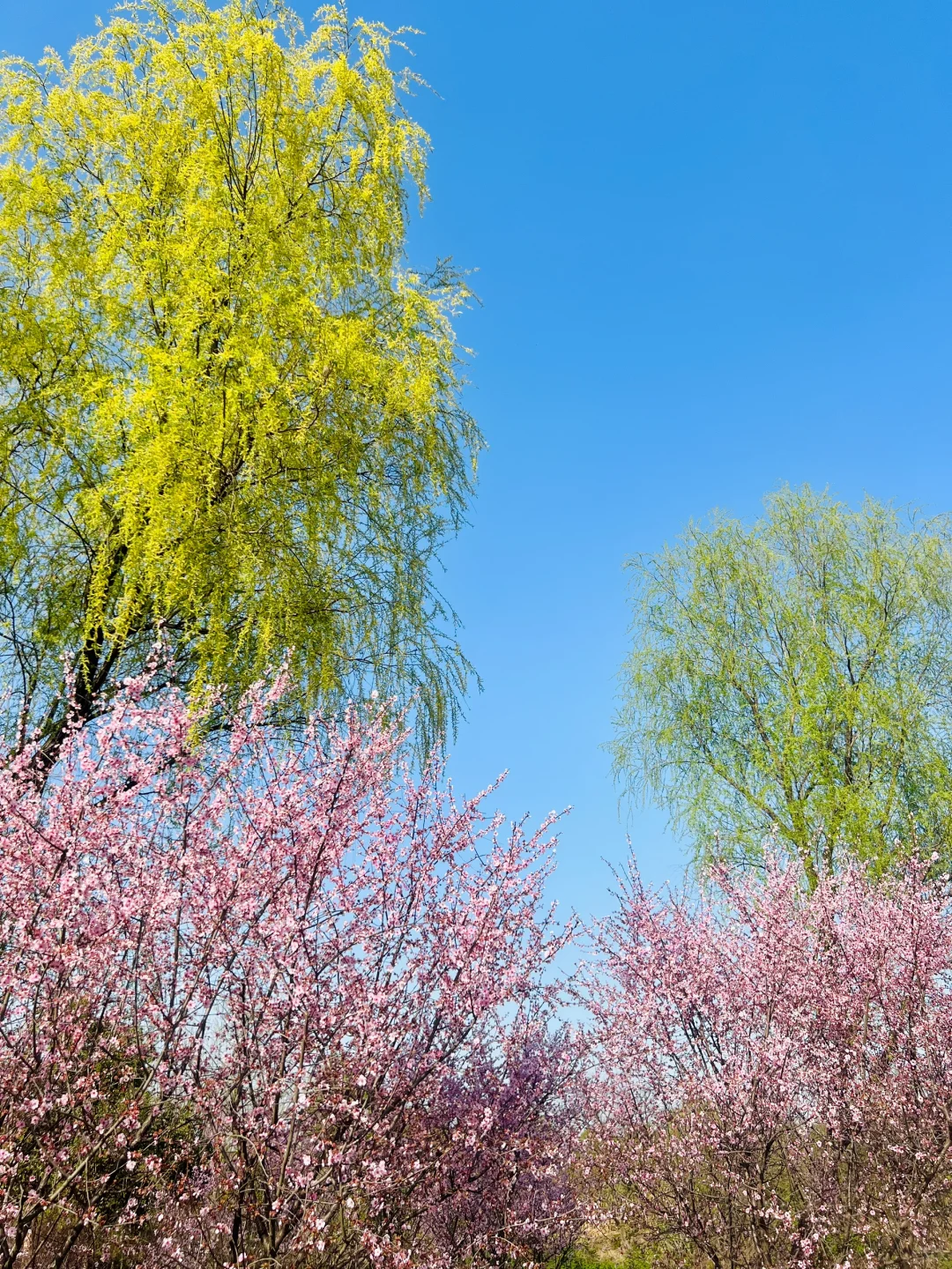 三月的杭州🌸这就是live图的意义吧