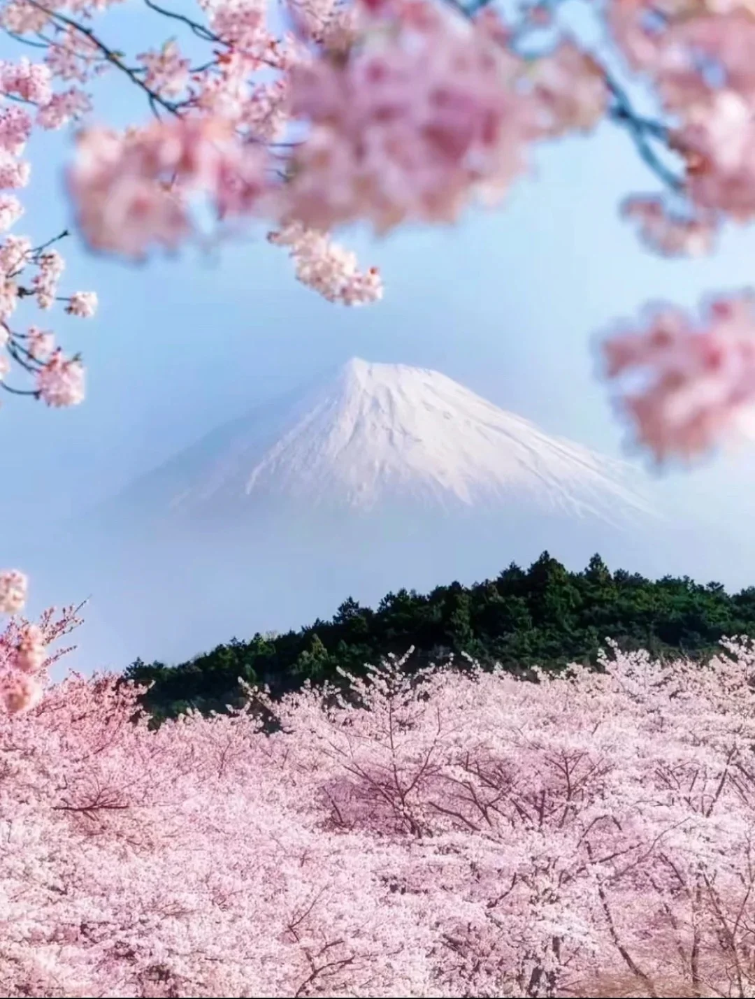 ⛩️日本伊豆🌸