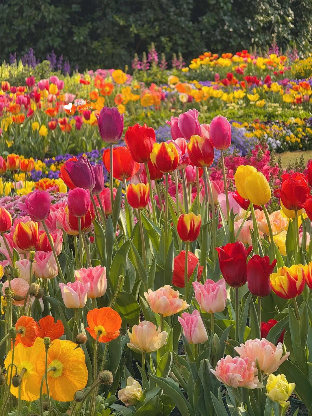 在广州！地铁直达🚇现实版莫奈花园🌷