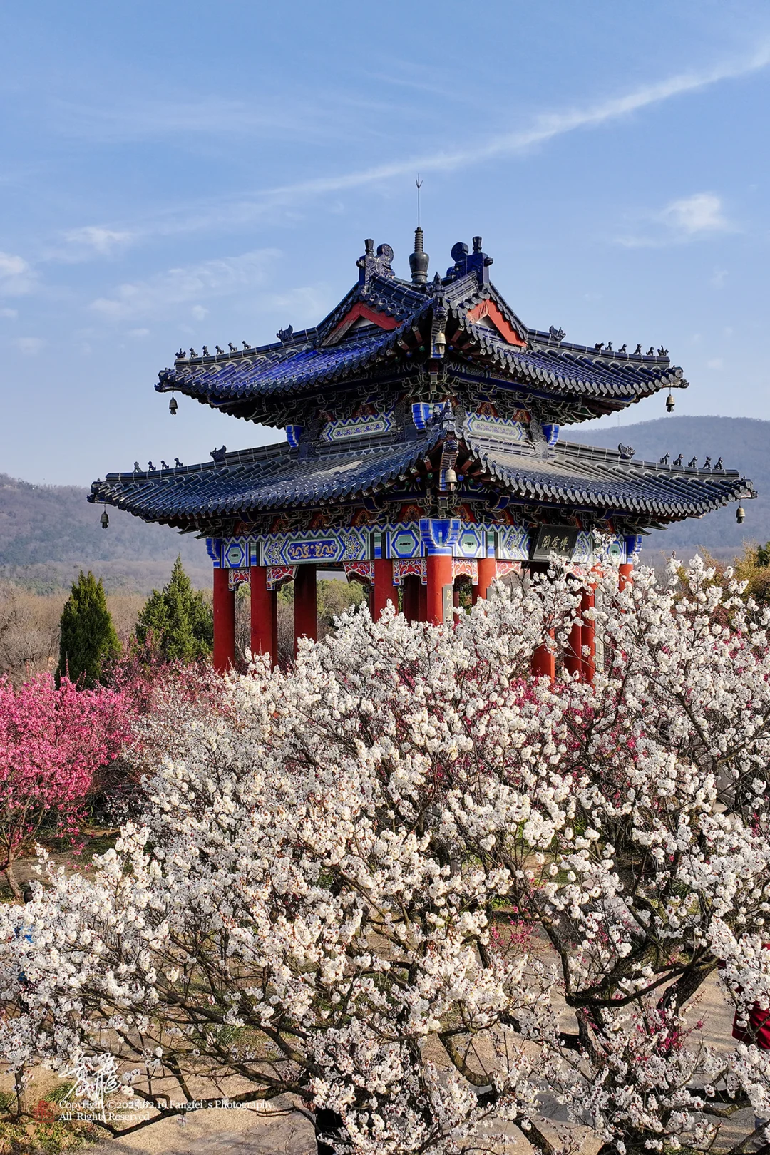 南京｜明孝陵梅花山，可以直接冲了❗