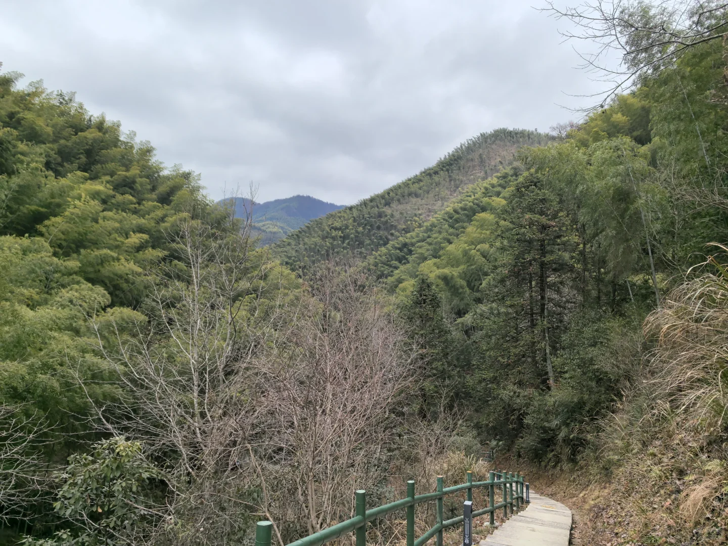 淡季游安徽黟县木坑竹海承包整座山