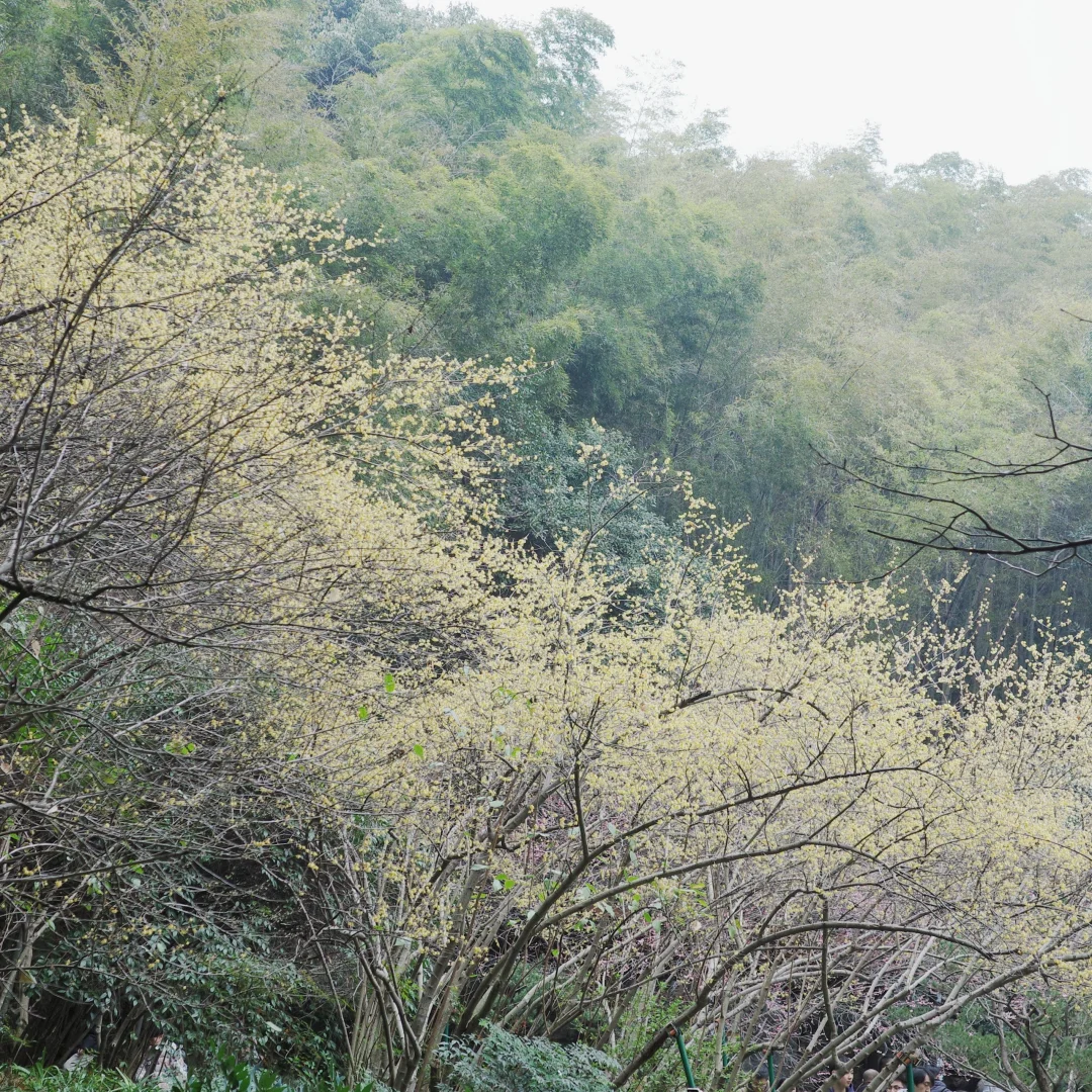 灵峰探梅