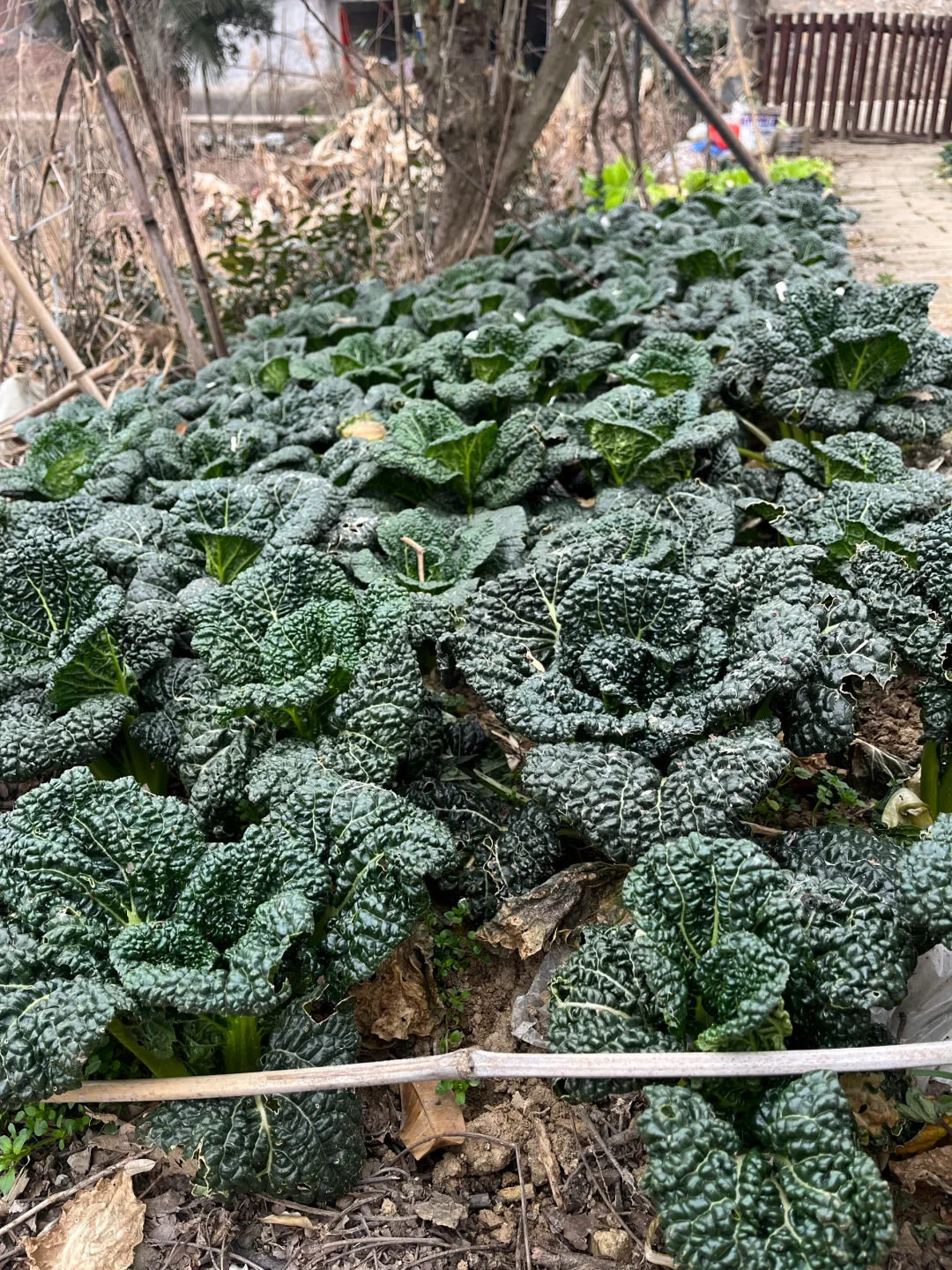 在南湾湖景区内吃到我DNA动了！