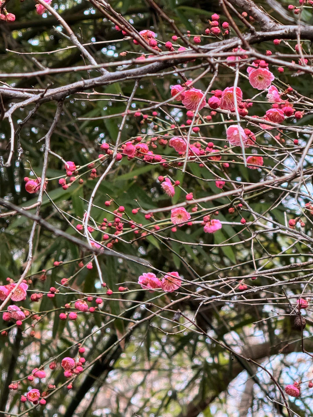 2.16实况！杭州钱王祠的梅花美爆了😍