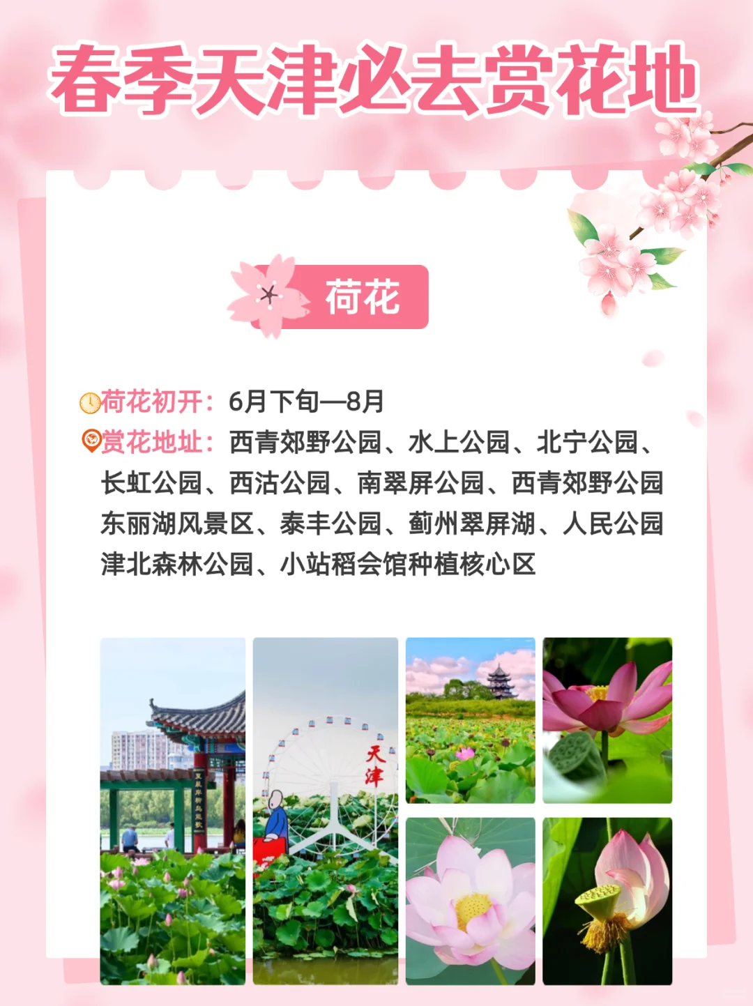 2025天津超全赏花指南🌸天津将迎来盛大花市