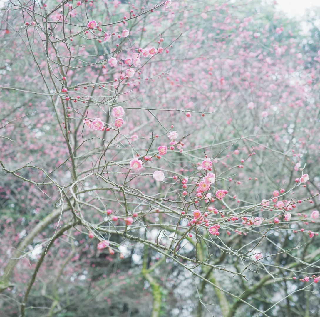 灵峰探梅