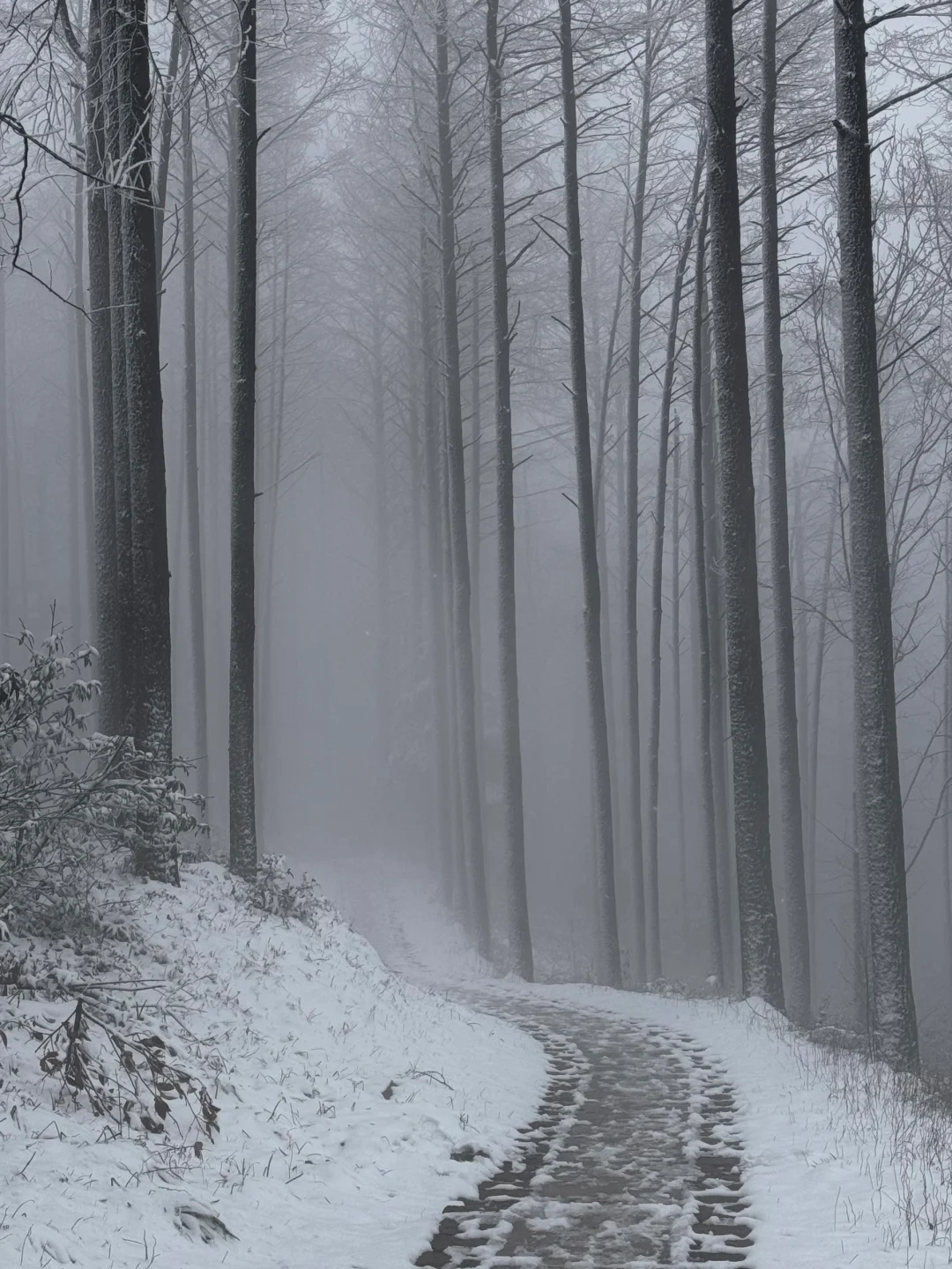 报❗️❗️莫干山2025年限定初雪（live版）