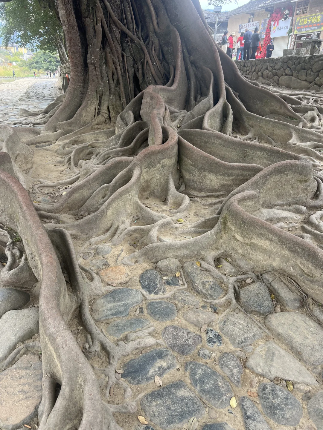 厦门旅游攻略#云水谣土楼篇