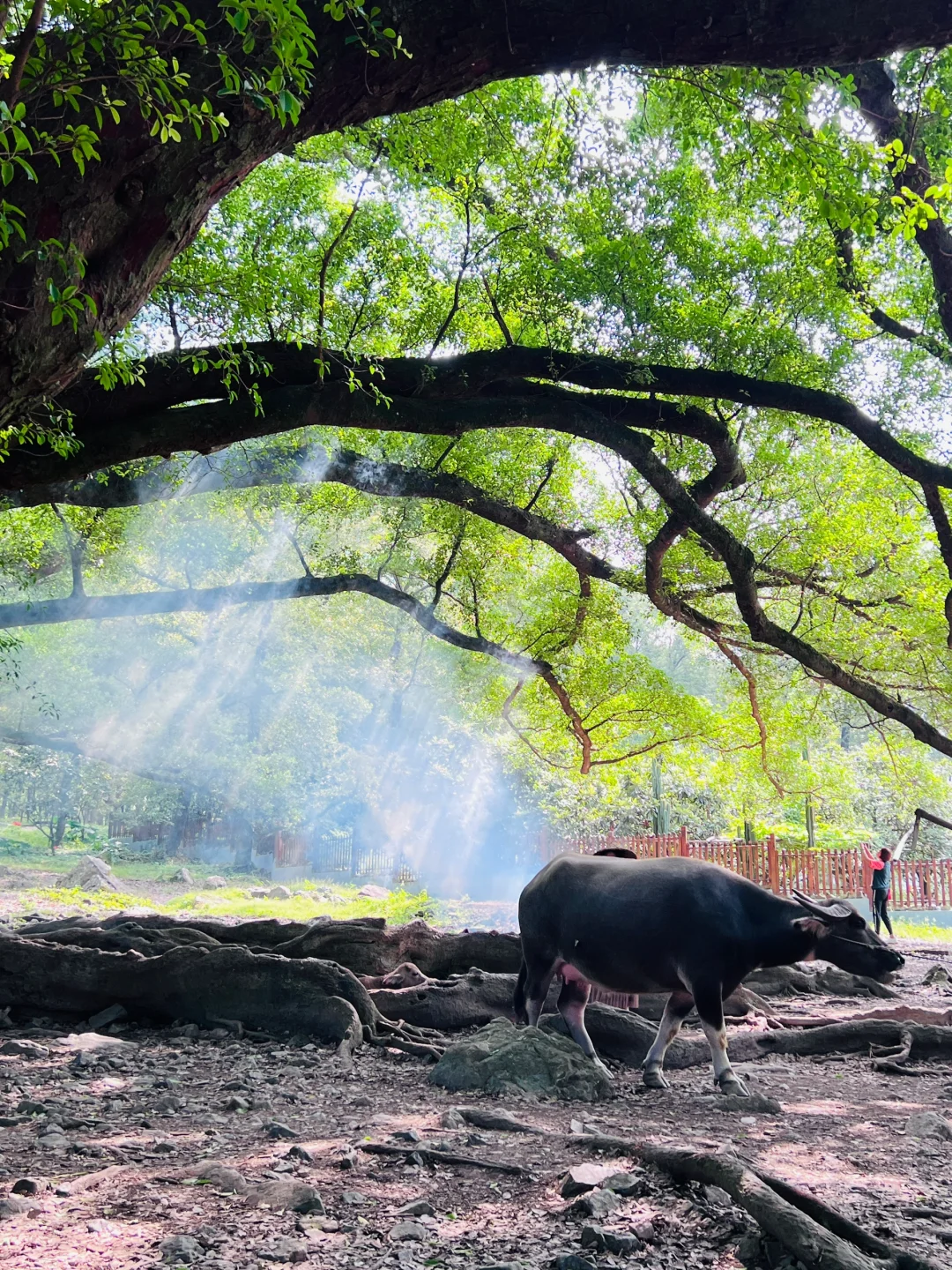 杨家溪景区