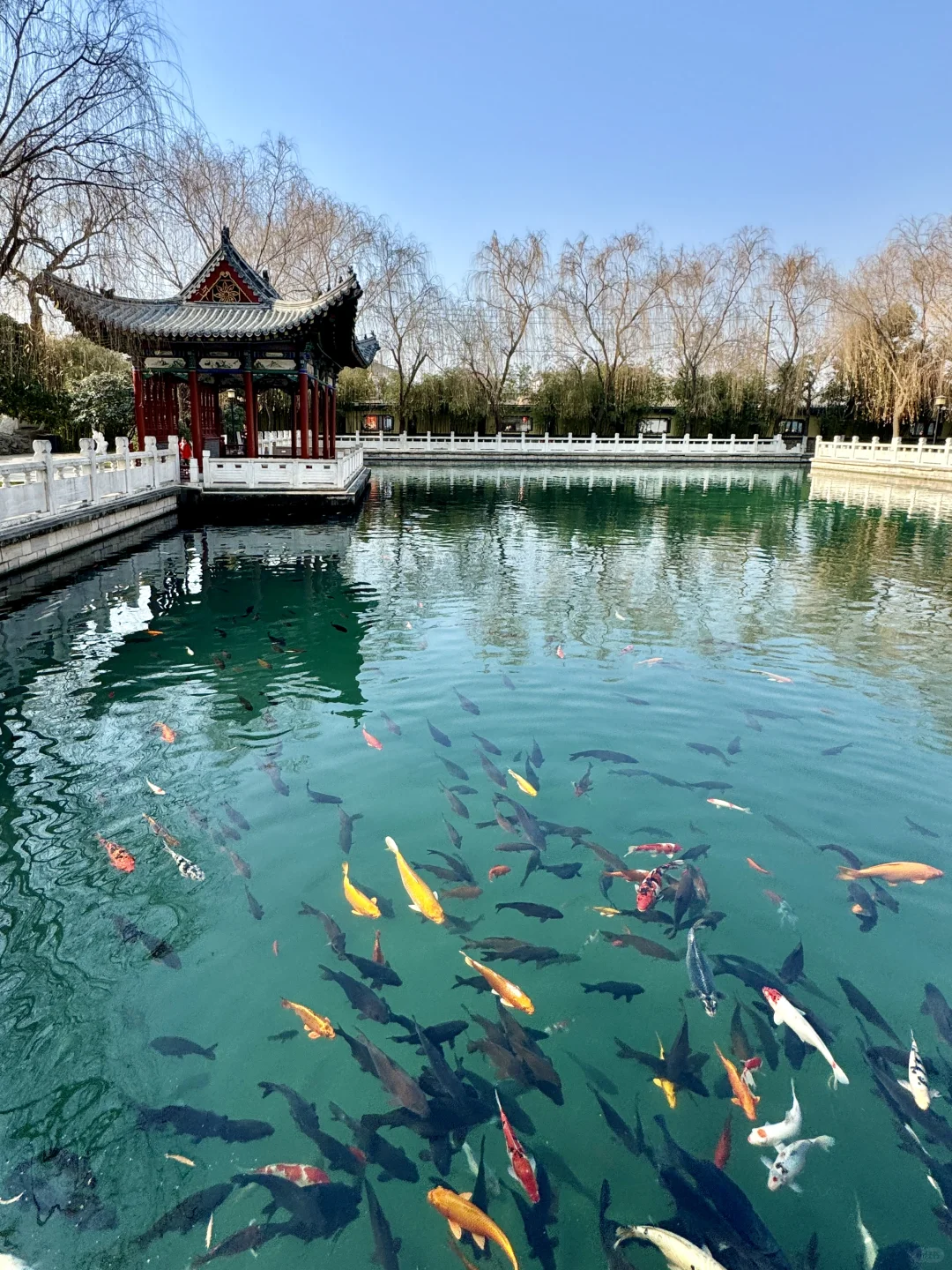 冬天来济南就走这条泉水city walk路线！