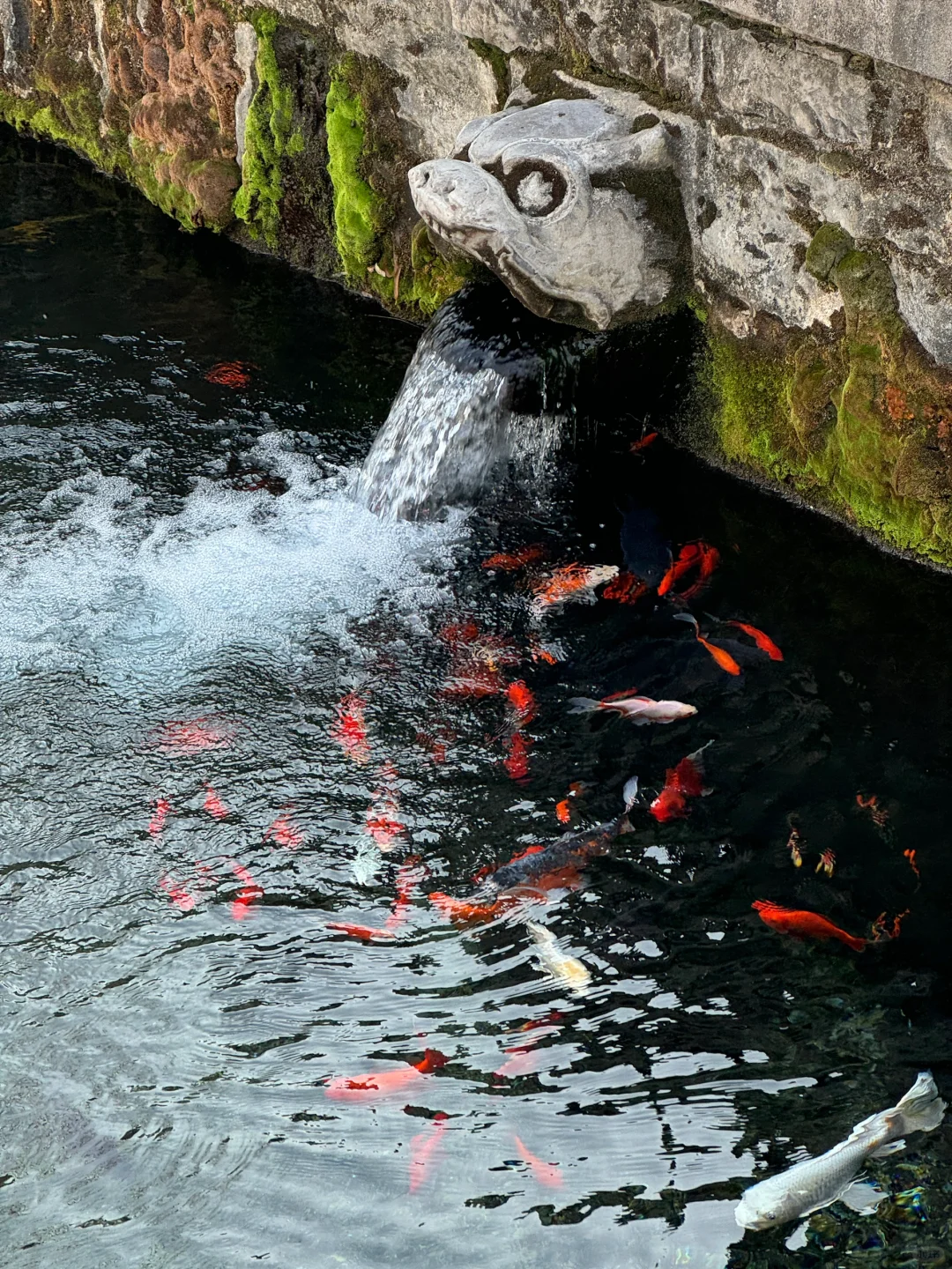 冬天来济南就走这条泉水city walk路线！