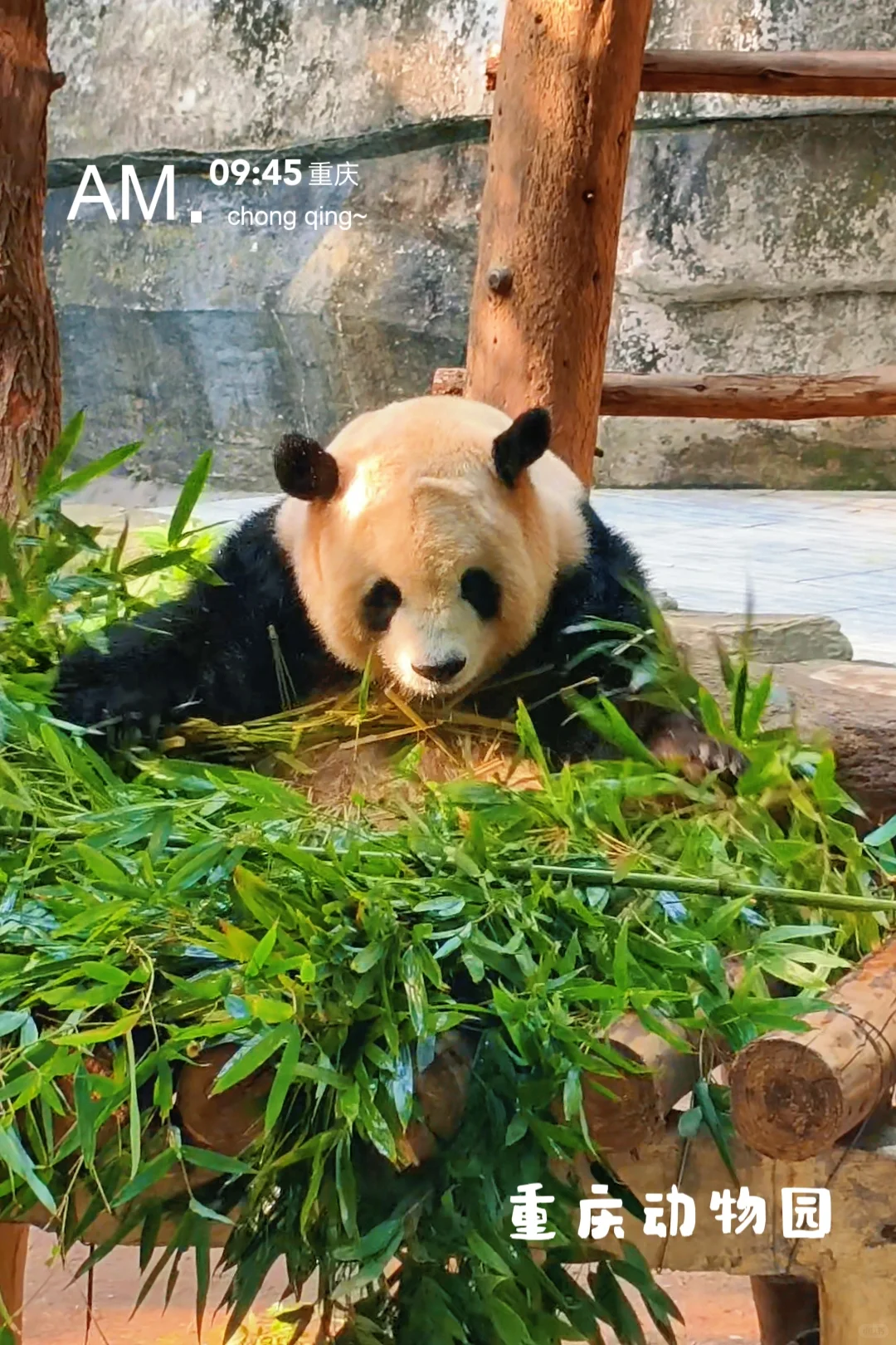 三月想去重庆旅游的宝子看过来！🍲