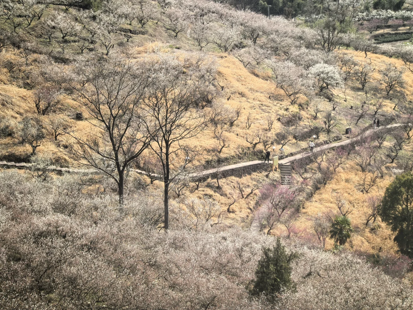 浙江绍兴｜柯桥香雪梅海