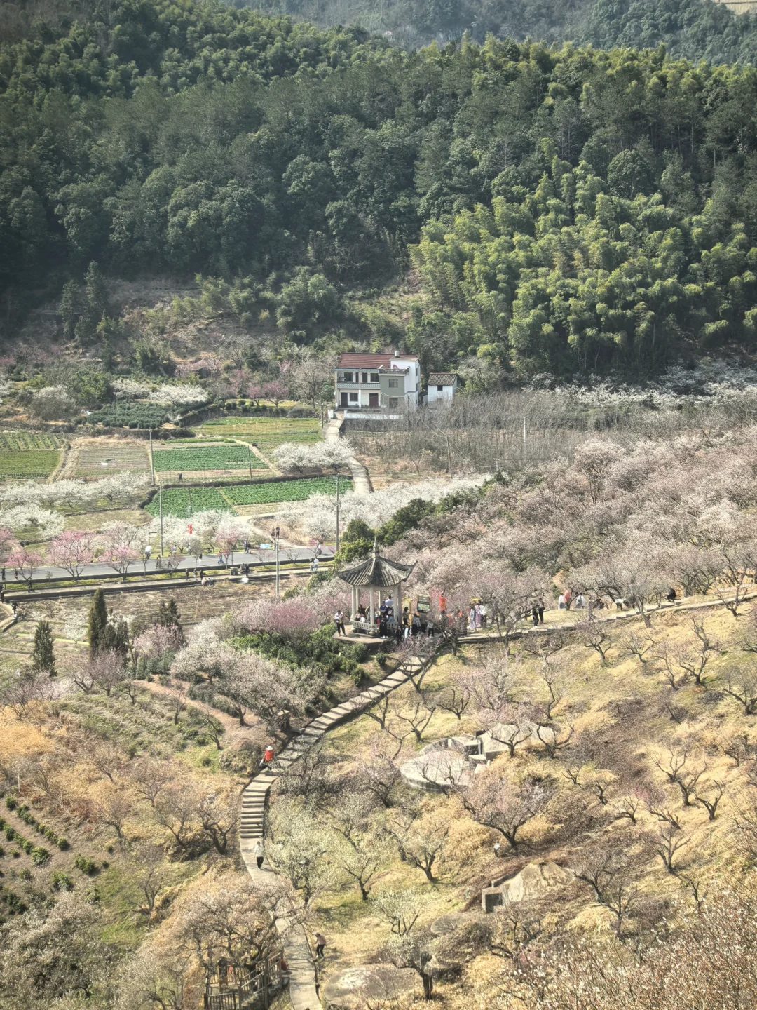 浙江绍兴｜柯桥香雪梅海