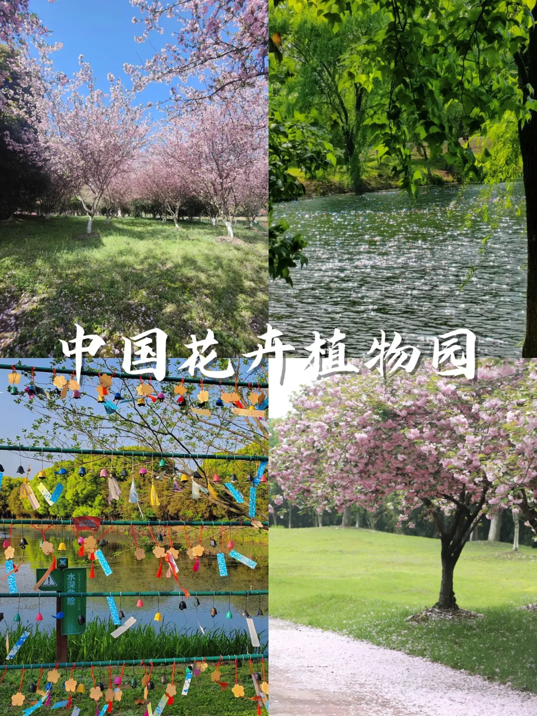 💥苏州3月踏春top15打卡地：樱花篇🌸