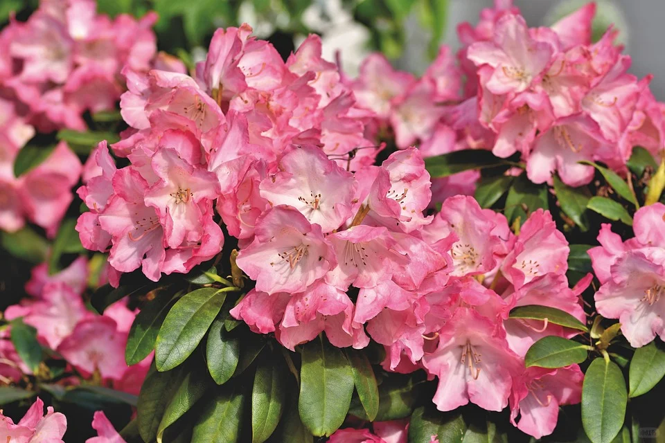 3月去赏花-河北篇（张家口承德廊坊等）