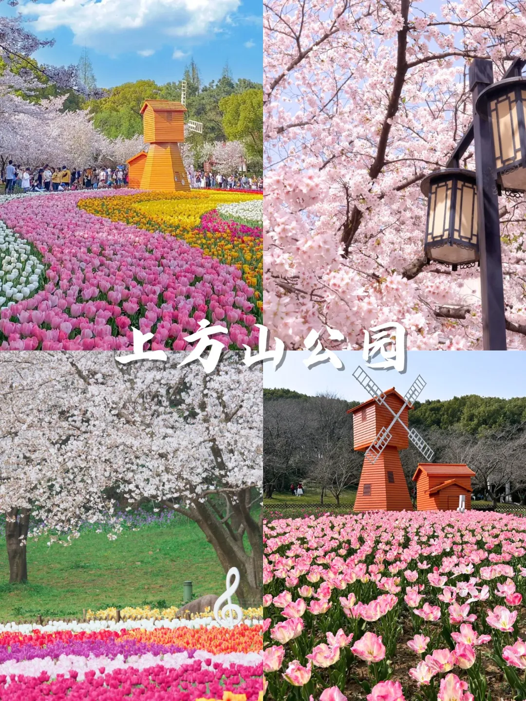 💥苏州3月踏春top15打卡地：樱花篇🌸