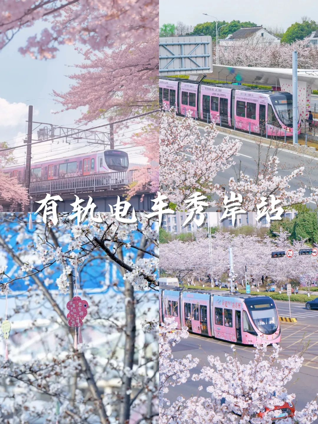 💥苏州3月踏春top15打卡地：樱花篇🌸