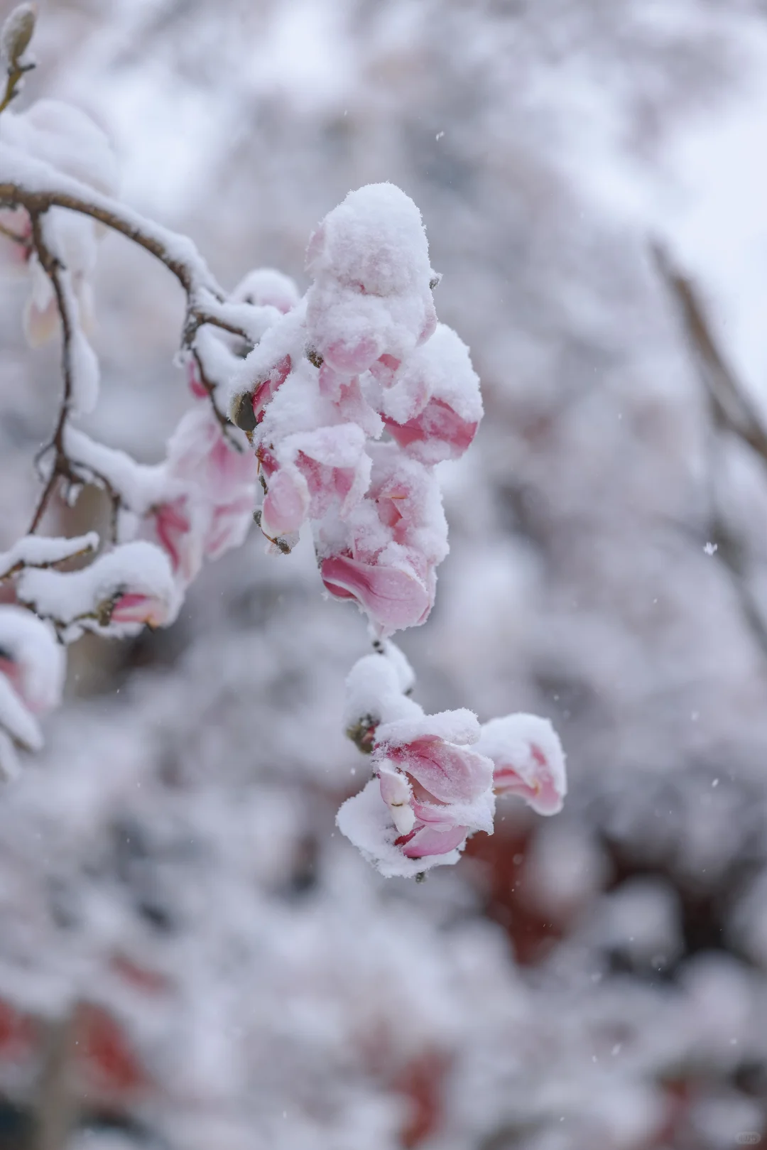 太绝了！趵突泉暴雪中盛开的玉兰！