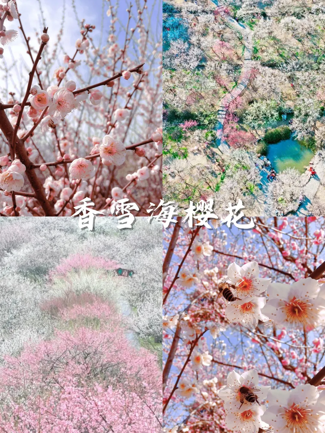 💥苏州3月踏春top15打卡地：樱花篇🌸