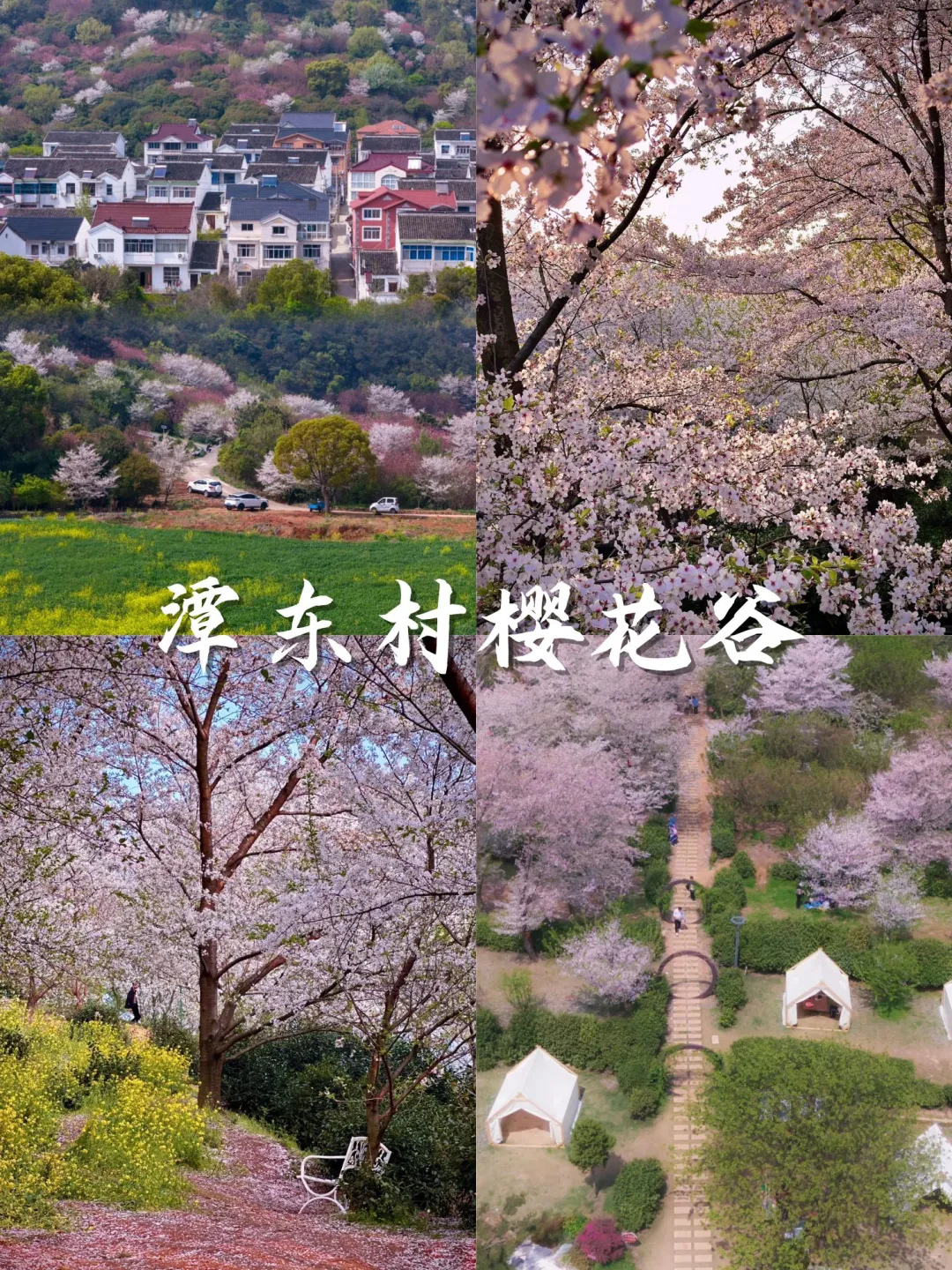 💥苏州3月踏春top15打卡地：樱花篇🌸