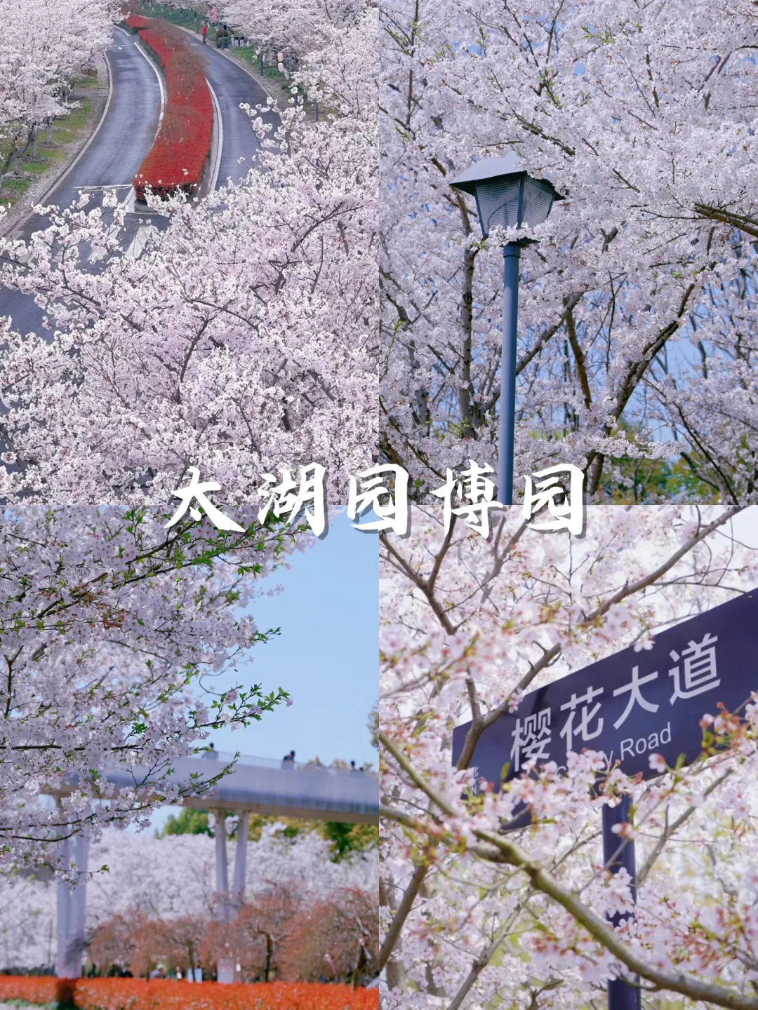 💥苏州3月踏春top15打卡地：樱花篇🌸