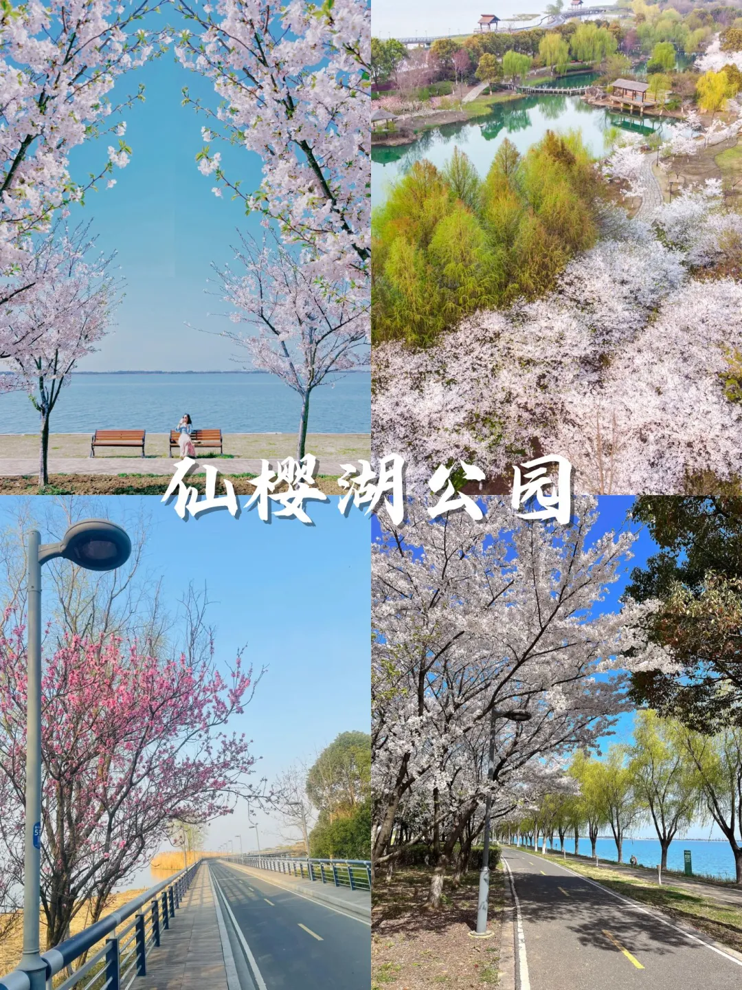 💥苏州3月踏春top15打卡地：樱花篇🌸