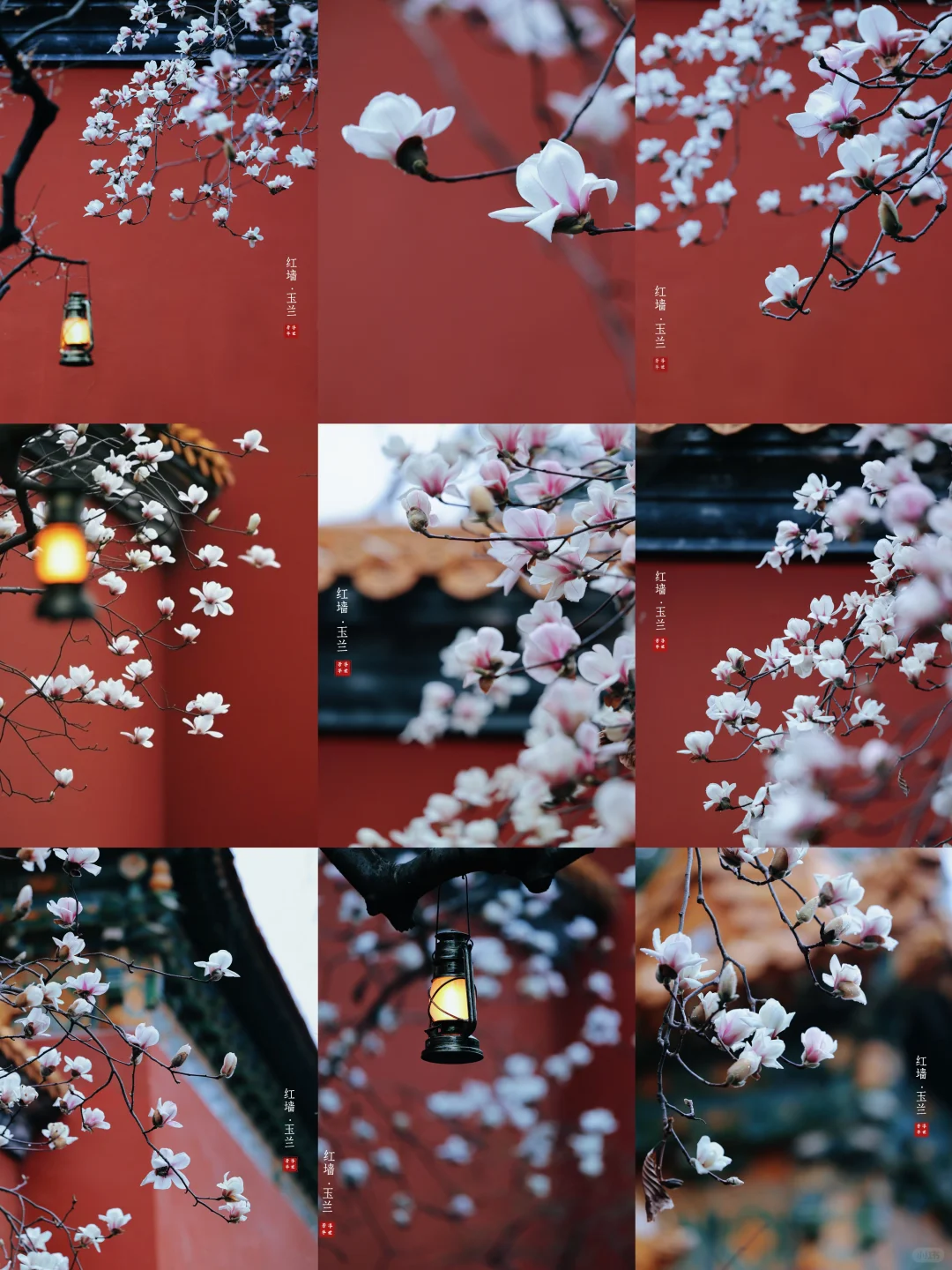 🌸春日顶流｜明孝陵的红墙玉兰也美爆了❗️