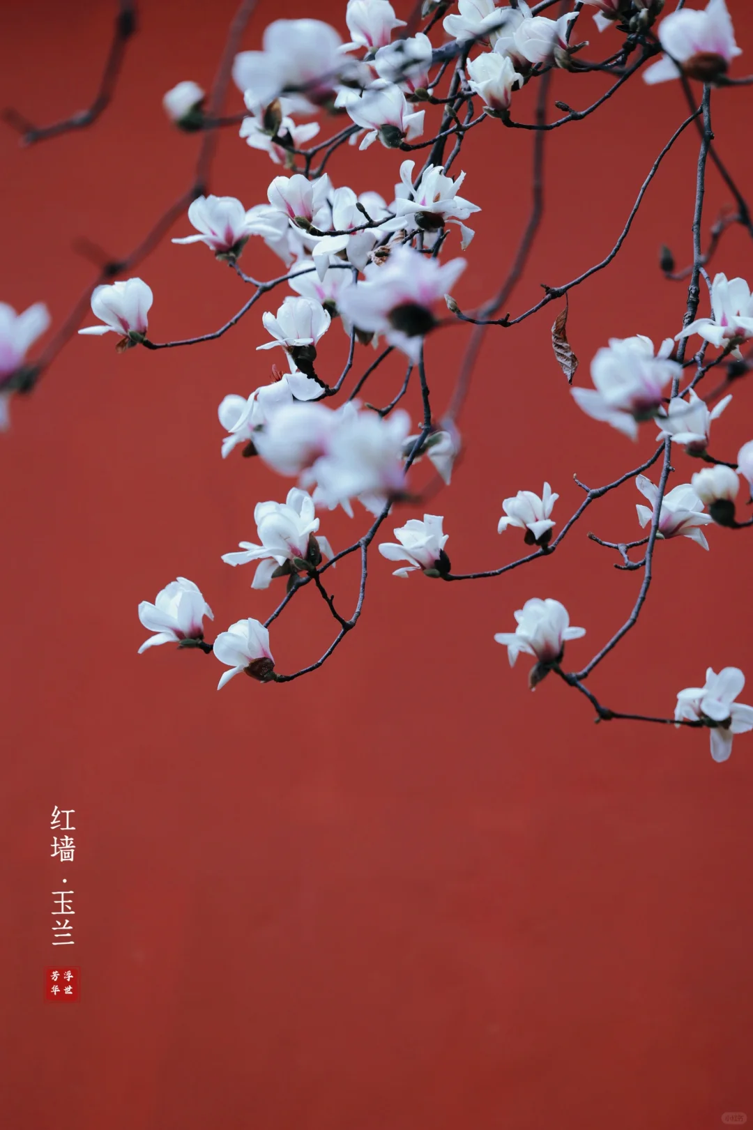 🌸春日顶流｜明孝陵的红墙玉兰也美爆了❗️