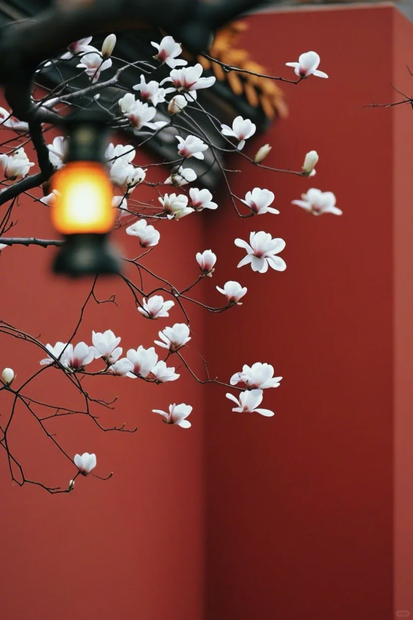 🌸春日顶流｜明孝陵的红墙玉兰也美爆了❗️