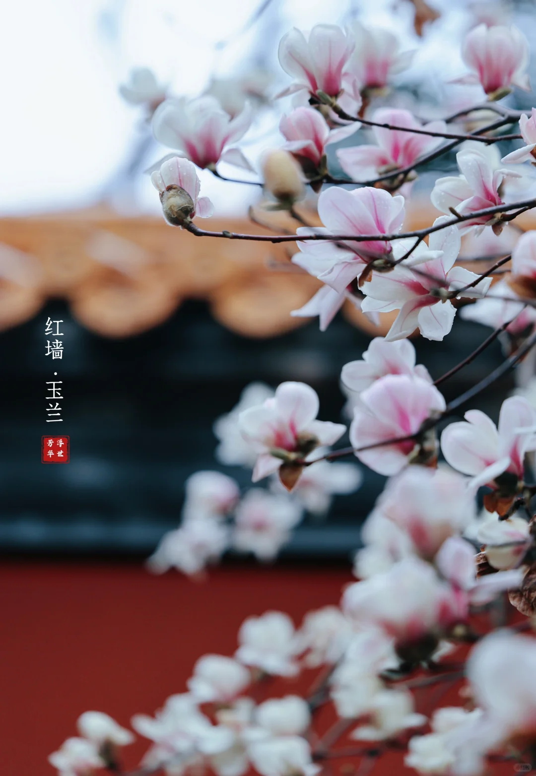 🌸春日顶流｜明孝陵的红墙玉兰也美爆了❗️