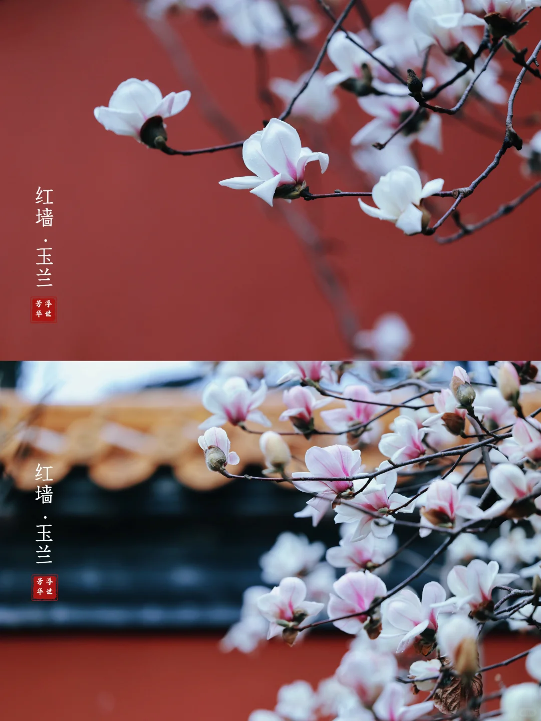 🌸春日顶流｜明孝陵的红墙玉兰也美爆了❗️
