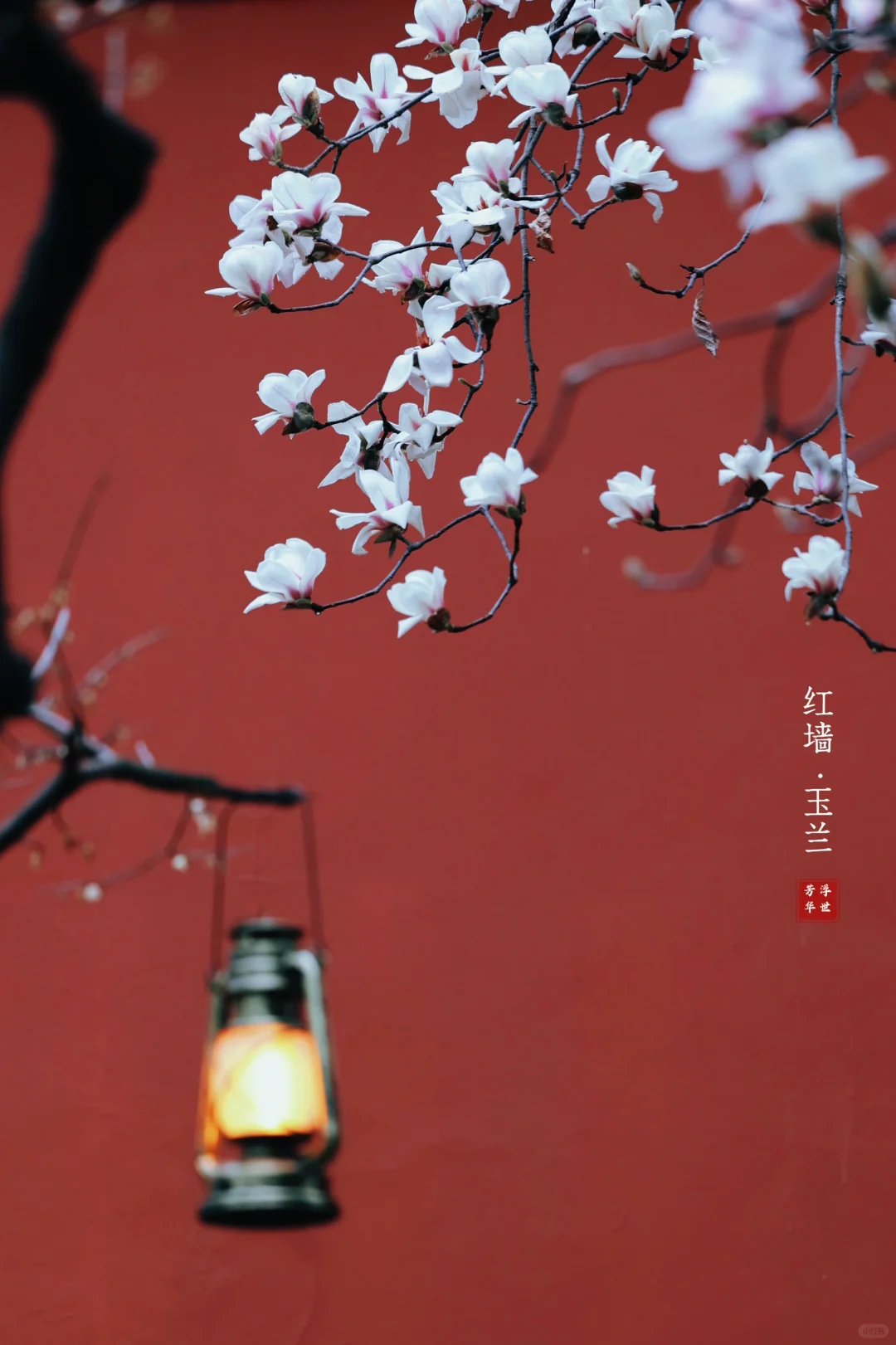 🌸春日顶流｜明孝陵的红墙玉兰也美爆了❗️