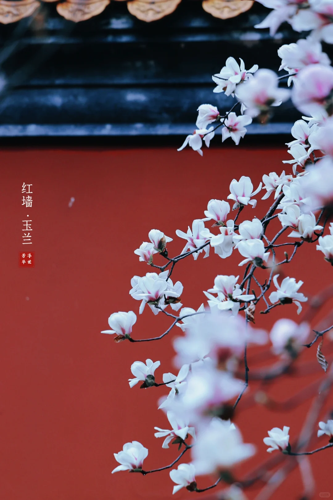 🌸春日顶流｜明孝陵的红墙玉兰也美爆了❗️