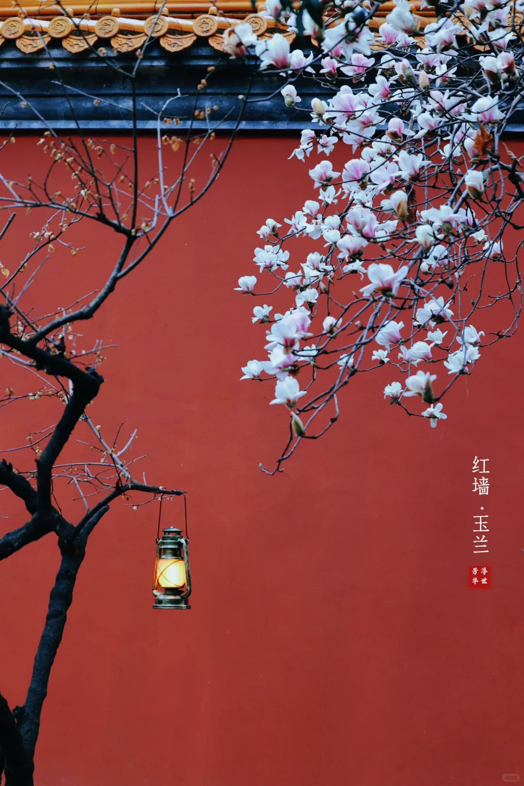 🌸春日顶流｜明孝陵的红墙玉兰也美爆了❗️