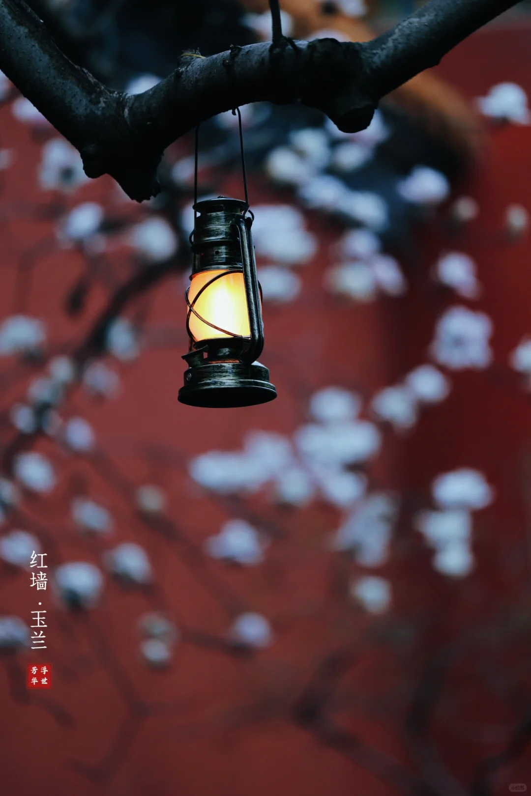 🌸春日顶流｜明孝陵的红墙玉兰也美爆了❗️