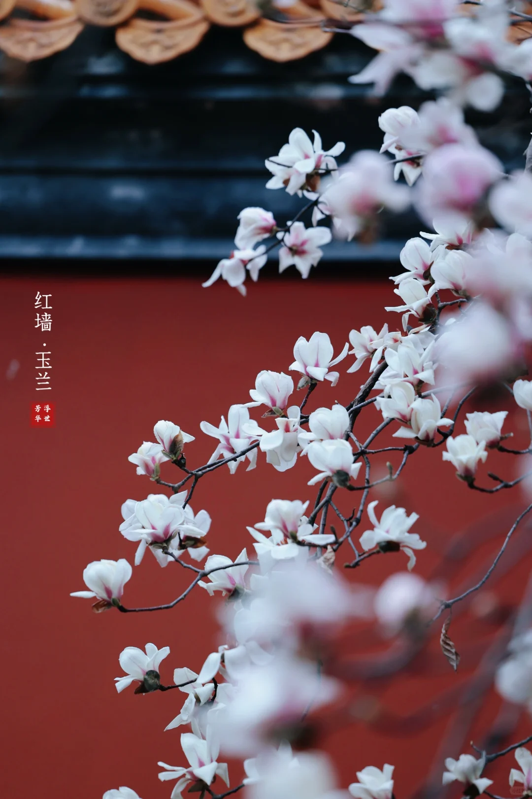 🌸春日顶流｜明孝陵的红墙玉兰也美爆了❗️