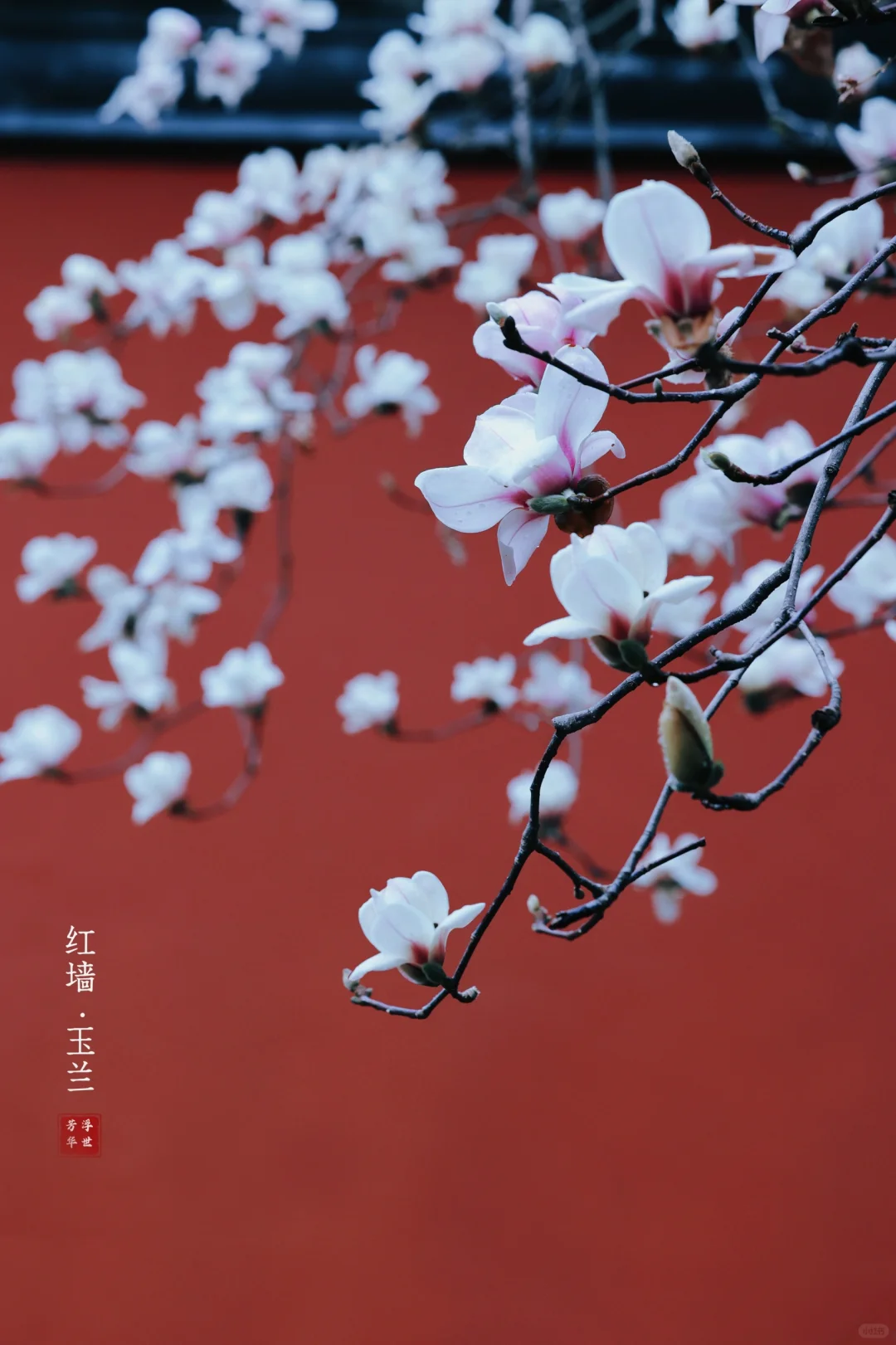 🌸春日顶流｜明孝陵的红墙玉兰也美爆了❗️