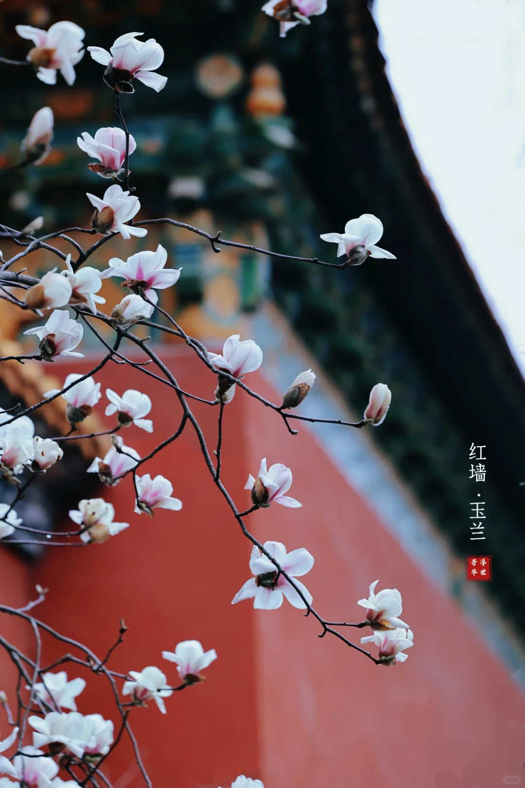 🌸春日顶流｜明孝陵的红墙玉兰也美爆了❗️