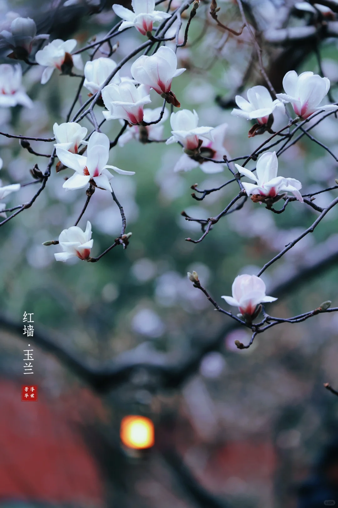 🌸春日顶流｜明孝陵的红墙玉兰也美爆了❗️