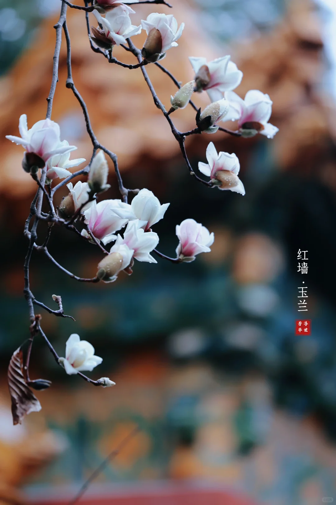 🌸春日顶流｜明孝陵的红墙玉兰也美爆了❗️