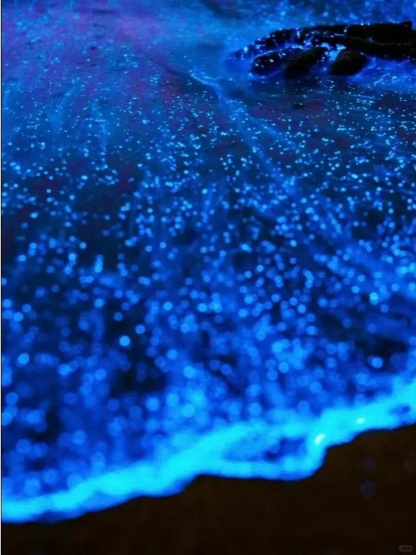想追蓝眼泪💧的朋友，千万不要放过涠洲岛