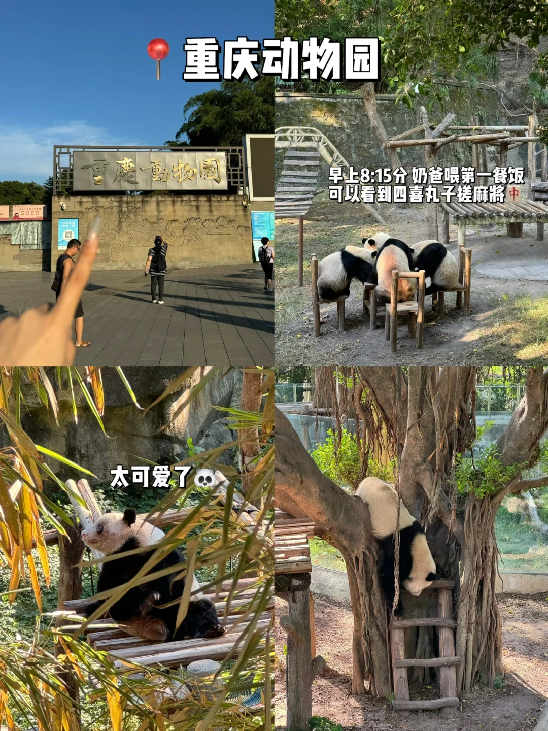人均700💰重庆3️⃣天2️⃣晚！保姆级纯攻略…….