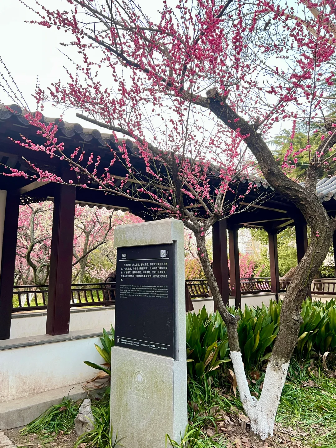 南京｜这个免费赏梅圣地，🌸真的美到窒息…