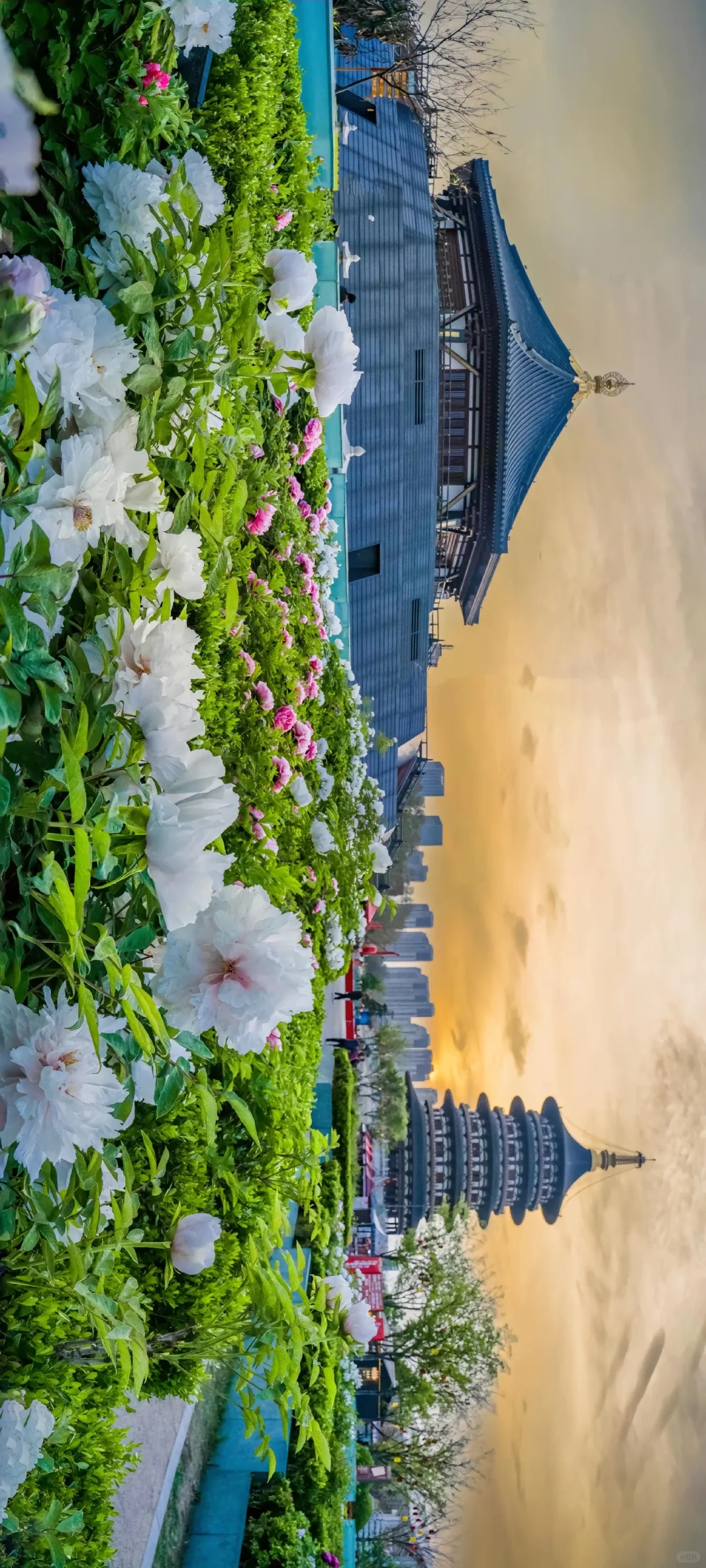 洛阳赏牡丹花攻略