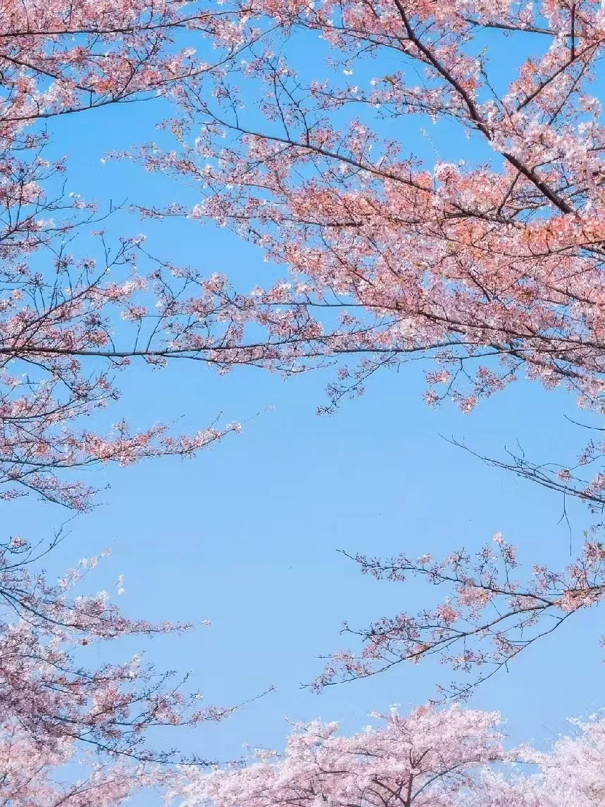 接下来的贵州，是万万次的春和景明🌸