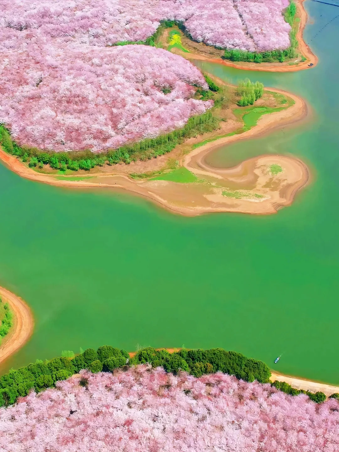 接下来的贵州，是万万次的春和景明🌸