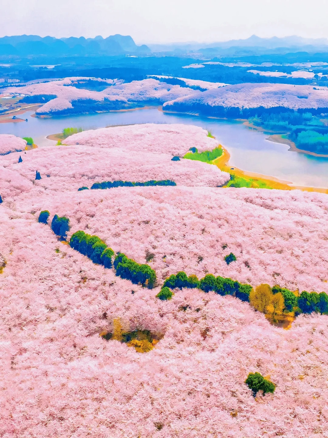 接下来的贵州，是万万次的春和景明🌸