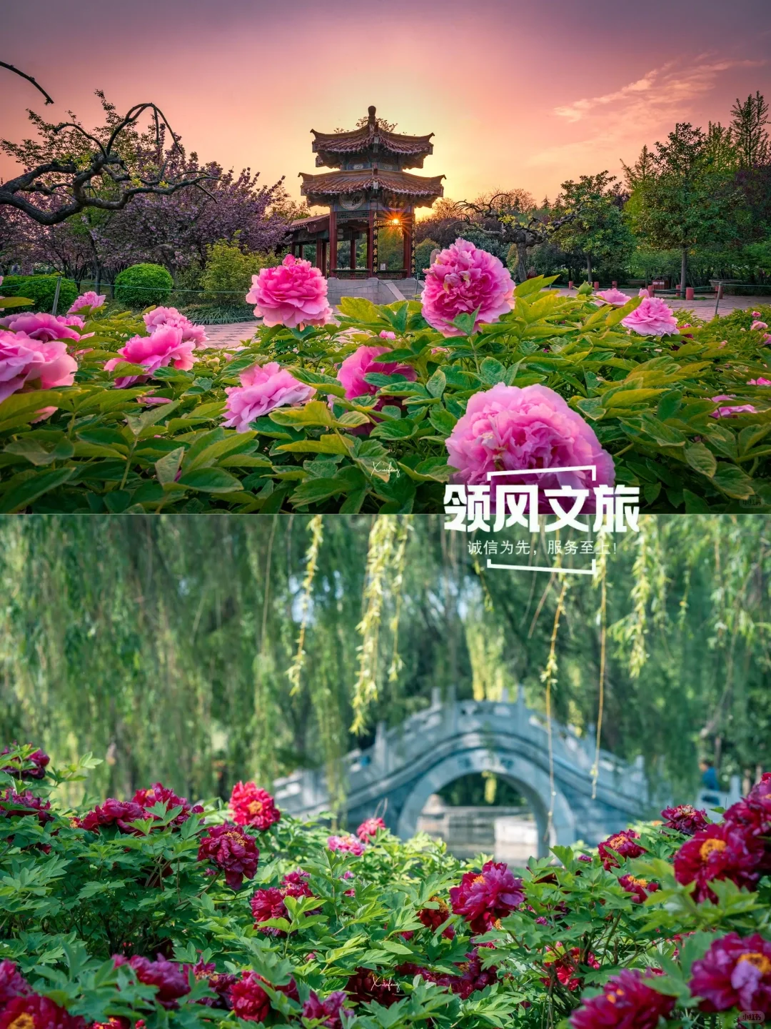 2025年4月份洛阳赏花攻略来啦！🌸